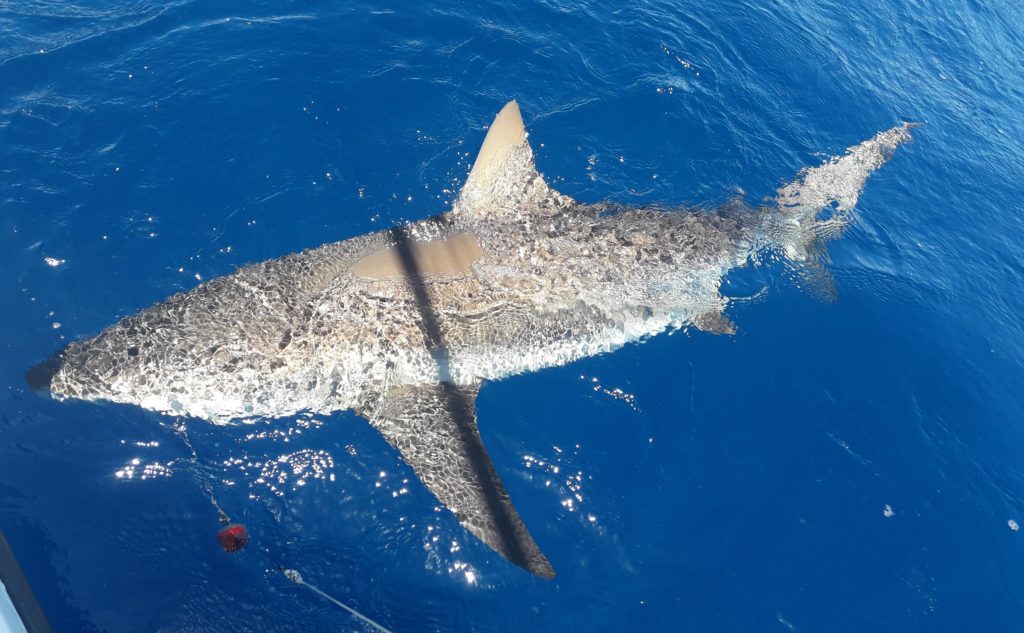 Pêche du Requin en Guadeloupe