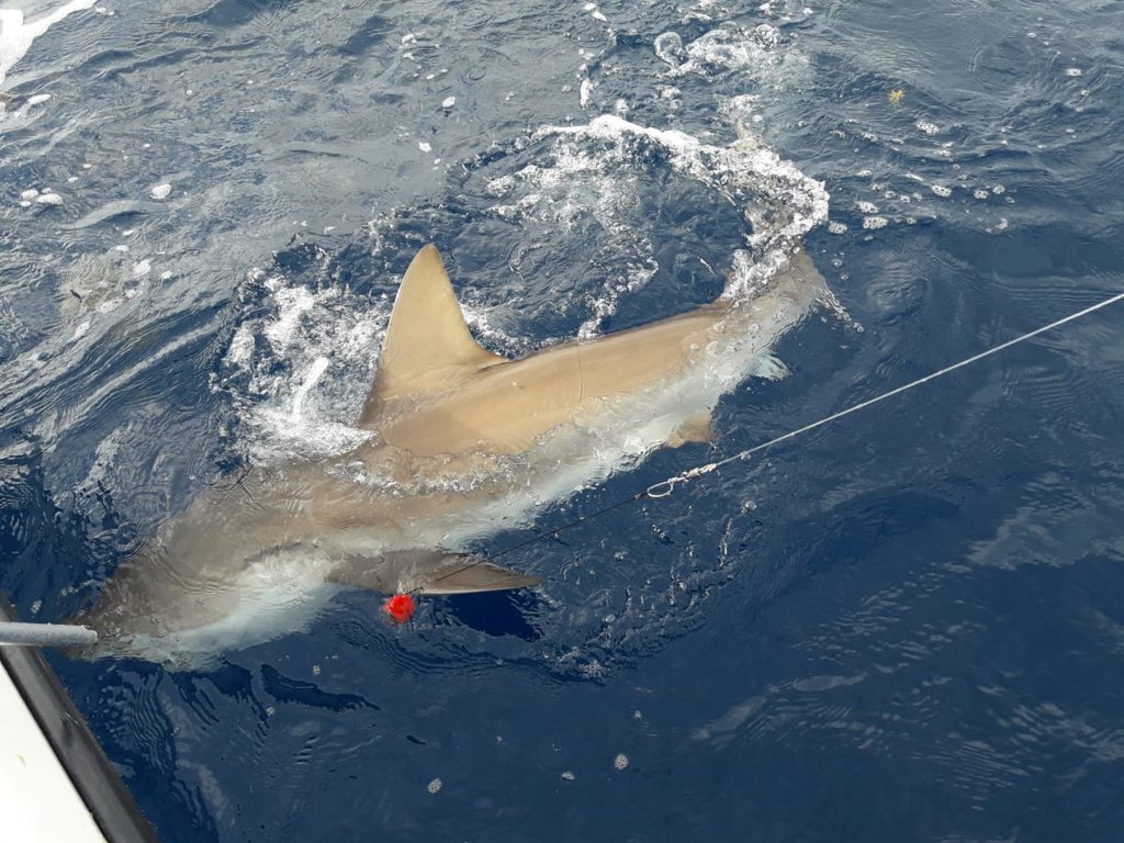 Pêche du Requin en Guadeloupe