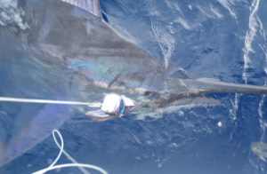 Marlin bleu Pêche en Guadeloupe
