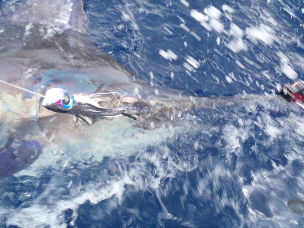 Pêche du Marlin bleu en Guadeloupe