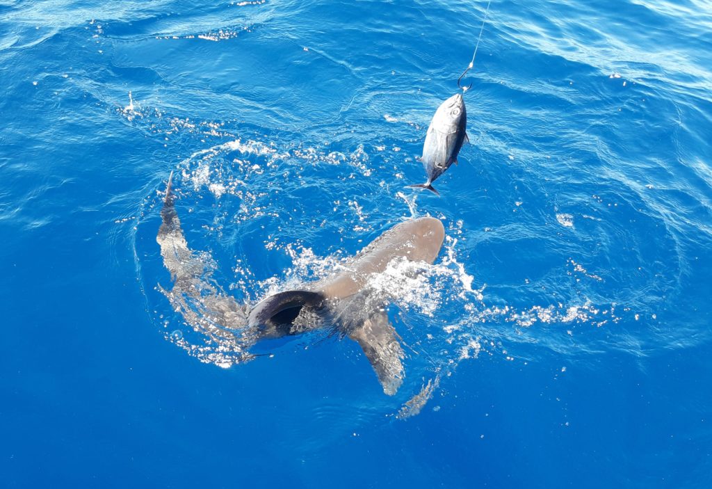 Requin Pêche en Guadeloupe